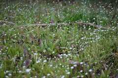 Eriocaulon robustobrownianum